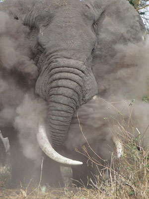 Wilderness Experience Tour Operator